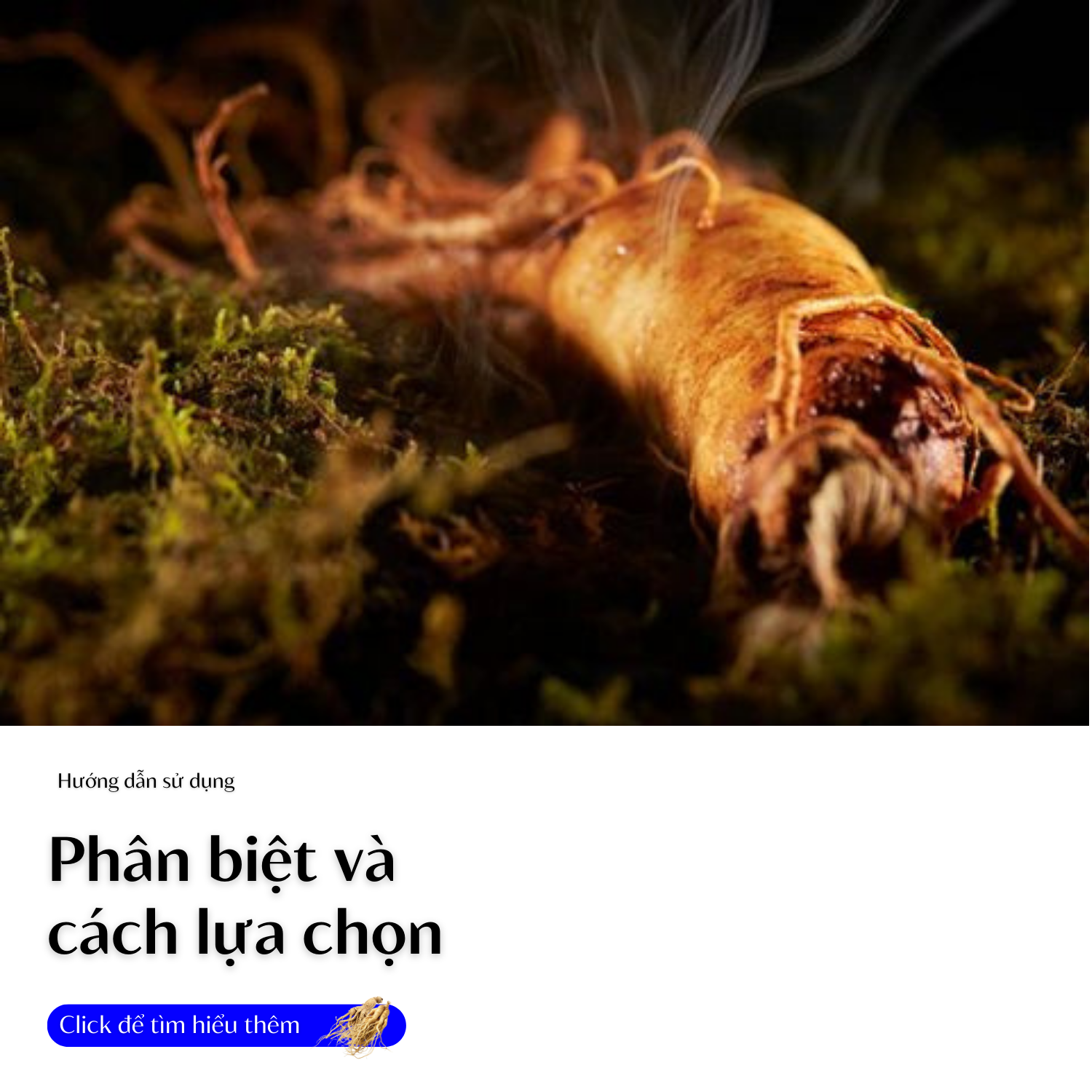 phan-biet-va-cach-lua-chon-sam-lai-chau