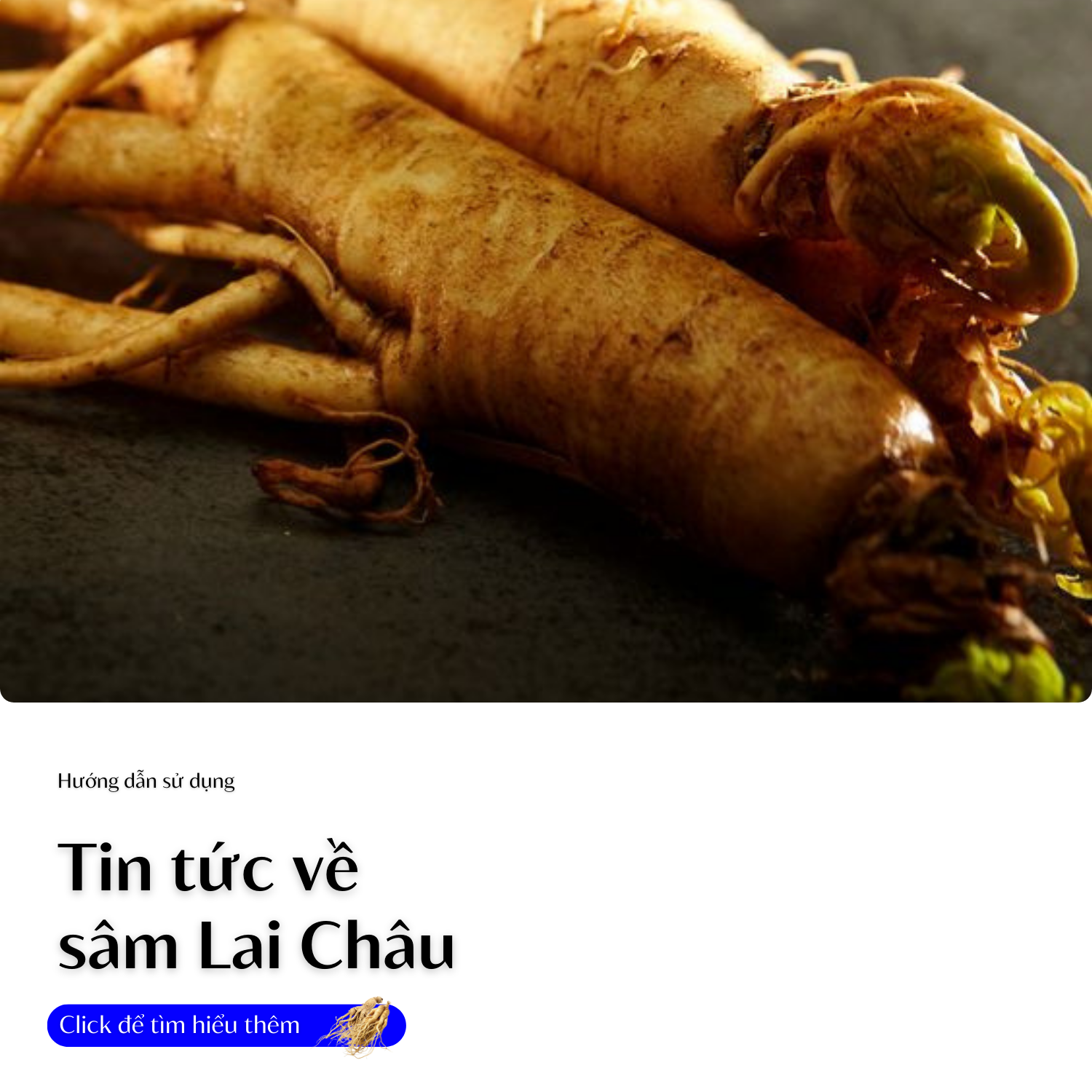 tin-tuc-ve-sam-lai-chau