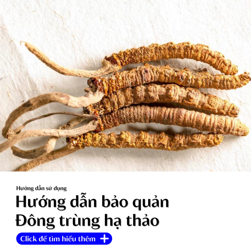 huong-dan-bao-quan-dong-trung-ha-thao-shoptaybac.vn