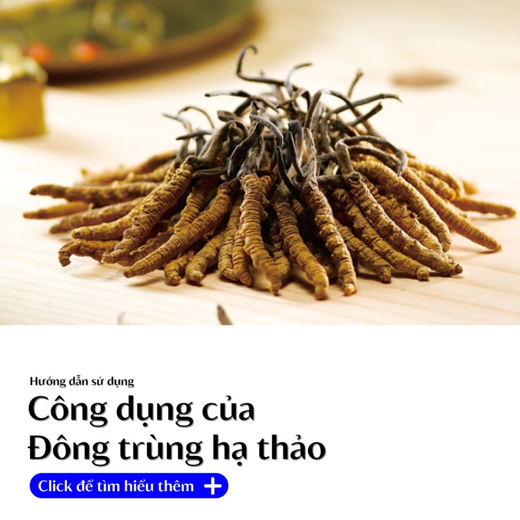 cong-dung-dong-trung-ha-thao-shoptaybac.vn