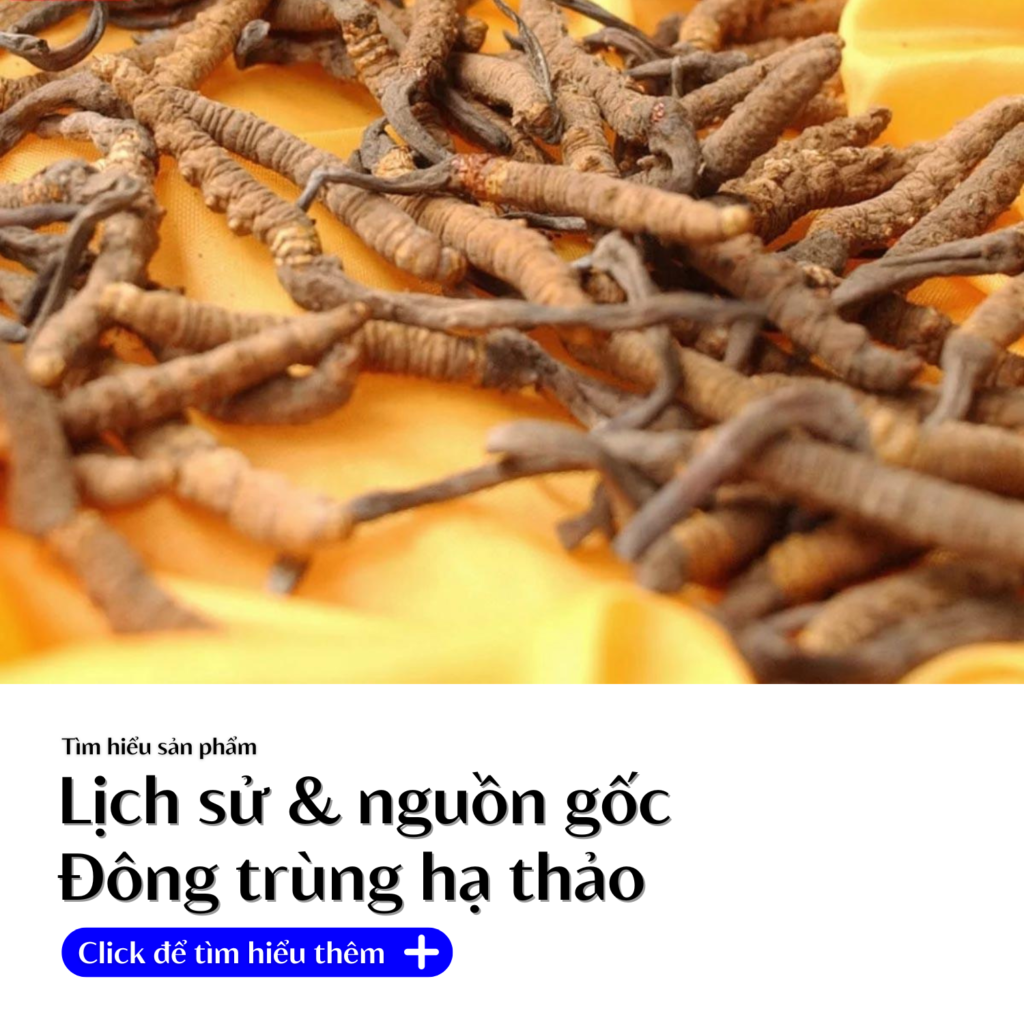 lich-su-nguon-goc-dong-trung-ha-thao-shoptaybac.vn