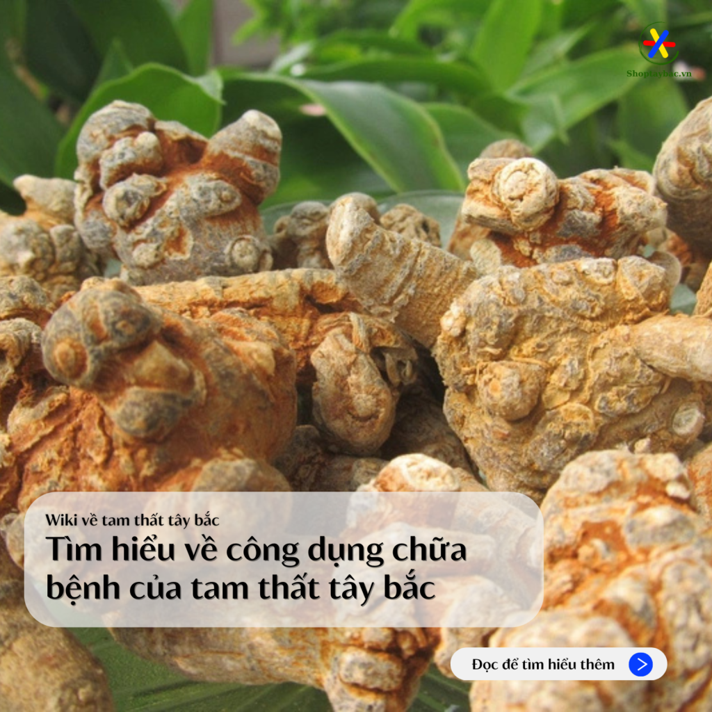 tim-hieu-ve-cong-dung-chua-benh-cua-tam-that-tay-bac