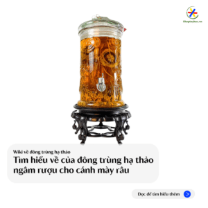 cong-dung-va-cach-ngam-ruou-dong-trung-ha-thao